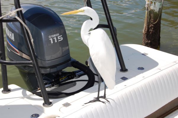 Great Egret, Captiva Island

