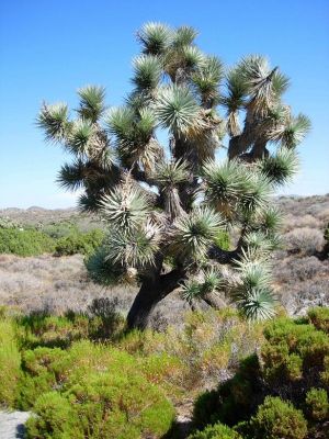 Joshua Tree
