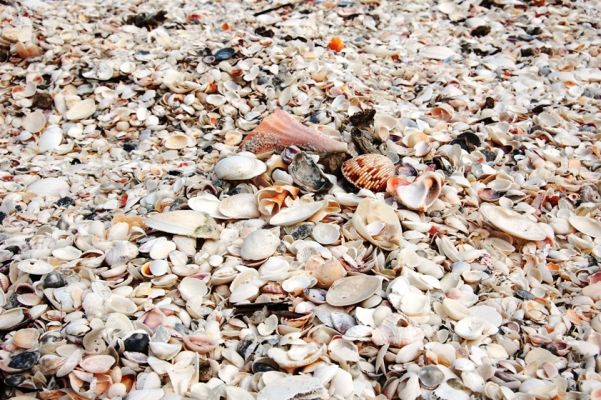 Muschelstrand, Cayo Costa
