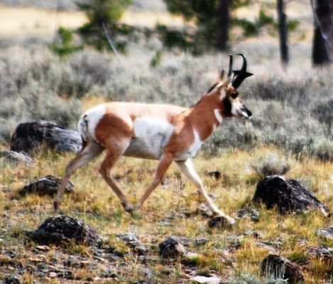 Pronghorn
