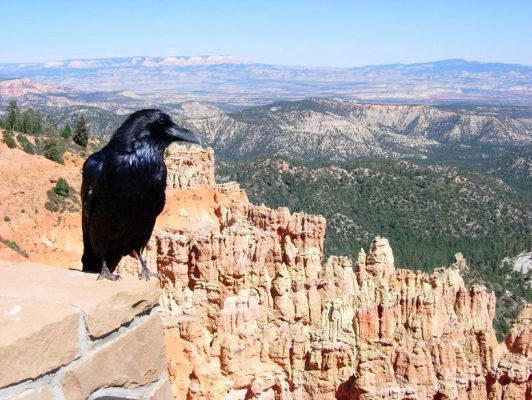 Rabe im Bryce Canyon
