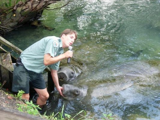 Ranger und 2 Manatees
