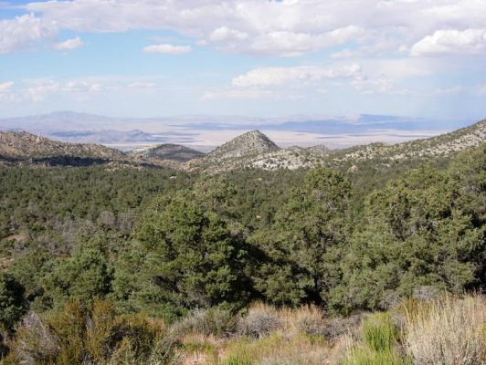 San Bernadino Nat. Forest
