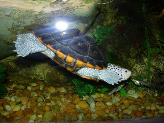 Schildkroete
