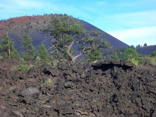 Schwarzes Lava und eine Zypresse im Sunset Crater
