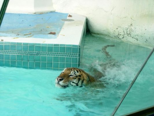 Schwimmender Siegfried und Roy Tiger
