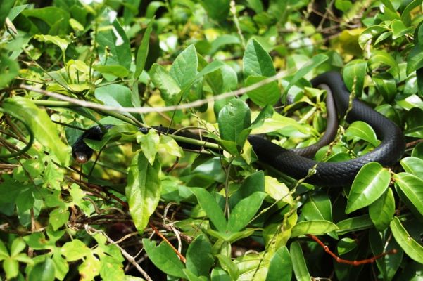Southern Black Racer (Schwarze Natter)
