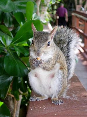 Squirrel
