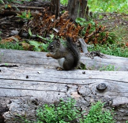 Squirrel
