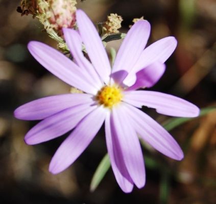 Violette Margherite
