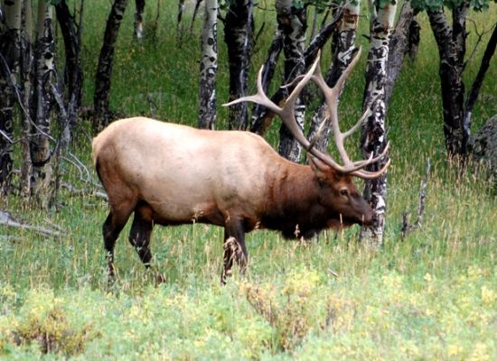 Wapiti Hirsch
