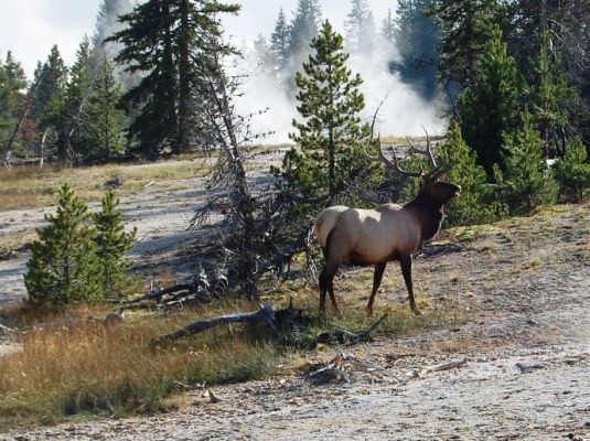 Wapiti Hirsch
