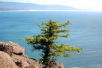 Cape Trail, Cape Lookout State Park