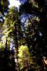 266__Stout_Grove_Trail,_Redwood_NP.JPG