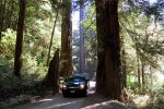 268__Howland_Hill_Road,_Redwood_NP.JPG