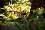 274__Big_Tree_Trail,_Redwood_NP.JPG