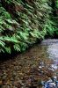284__Fern_Canyon,_Redwood_NP.JPG