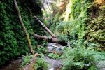 Fern Canyon, Redwood NP
