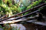 Fern Canyon, Redwood NP