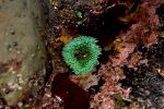 85__Anemone.JPG