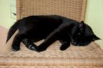 Katze im Anna Maria Island Beach Resort