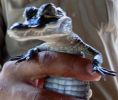 Baby Gator.jpg