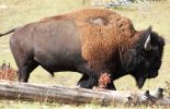 Bison