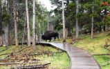 Bison auf dem Wanderweg