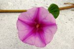 Blume,_Cayo_Costa.jpg