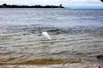 Fliegender Silberreiher, Cayo Costa