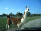 Lama im Exotic Animal Park bei Springfield, Missouri