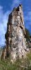Petrified Tree