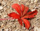 Roter Ahorn