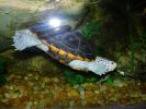 Schildkroete