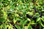 Southern Black Racer (Schwarze Natter)