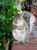 Squirrel.JPG