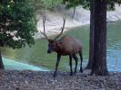 Wapiti Hirsch