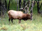 Wapiti Hirsch