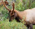 Wapiti Hirsch
