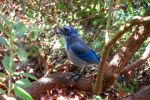 Western Bluebird