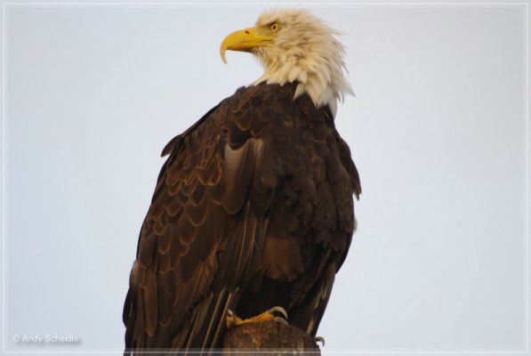 Bald Eagle
