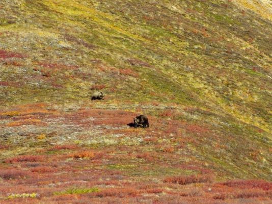 Grizzley
Denali NP
