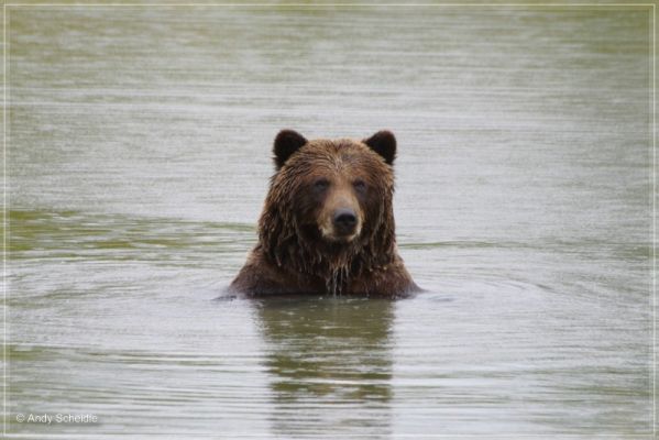 Grizzly Cub
