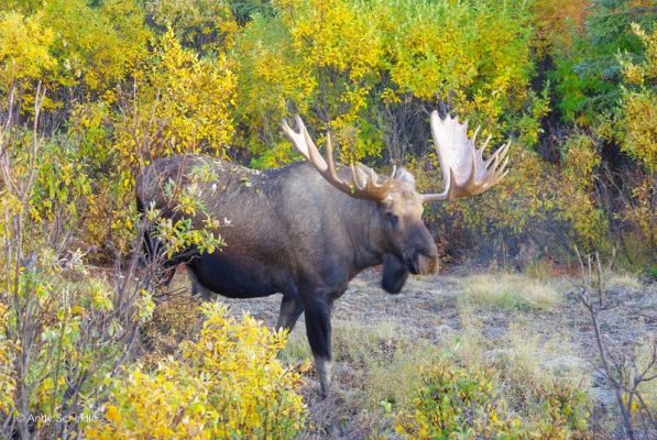 Moose
Denali NP
