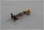 Sea Otter