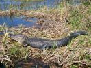Alligator