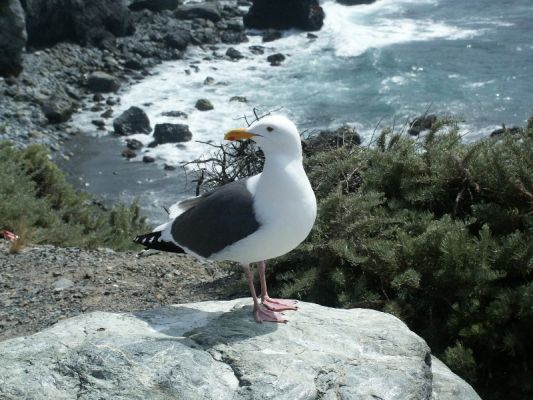 Möwe
