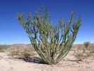 Joshua Tree NP
