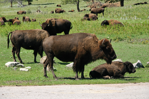 06_2400_Custer_State_Park.jpg