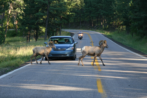 06_2452_Custer_State_Park.jpg